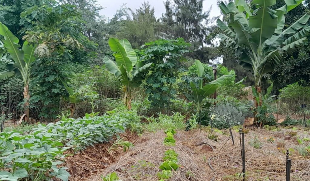 Agroforestry