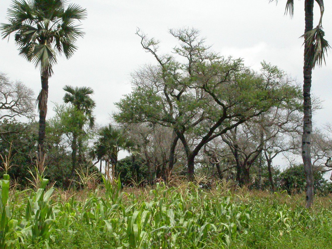 Urban Miyawaki Forests